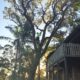 Signs of a Sick or Dying Tree: Newcastle Arborists’ Insights